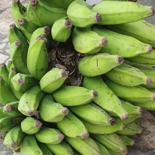 Jiboia é achada enrolada em cacho de banana na Bahia; FOTOS