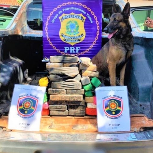 Cerca de 30kg de droga é encontrada por cão farejador em caminhonete no interior da Bahia