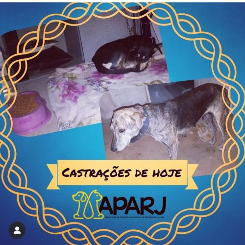 APARJ realiza cirurgias de castração, fruto da Live do Os Malvadinhos do Forró