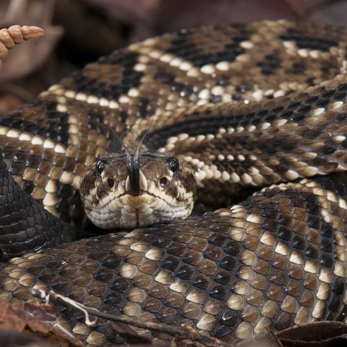 Idosa é picada por cascavel enquanto trabalhava na roça em Riachão do Jacuípe