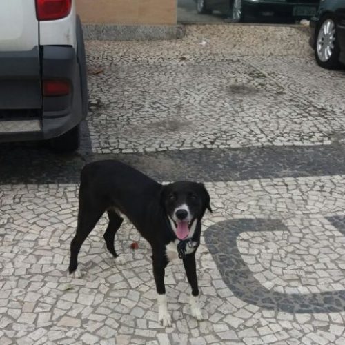 Conheça Guilber, o cachorro ‘flanelinha’ que guarda carros em Feira de Santana