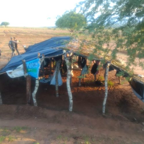 Localizada plantação com 50 mil pés de maconha em Santa Brígida