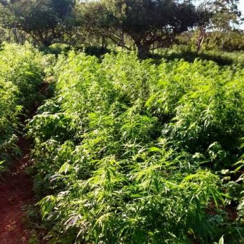 Cipe Nordeste erradica cerca de 10 toneladas de maconha; um homem morrem em confronto com policiais