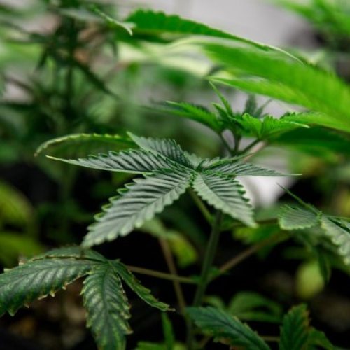 Anvisa autoriza comercialização de fármaco à base de canabidiol