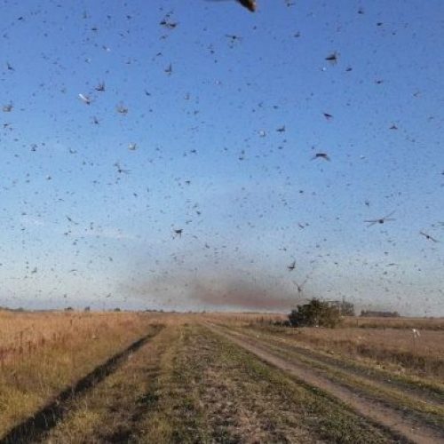 Nuvem de gafanhotos volta a preocupar agricultores brasileiros