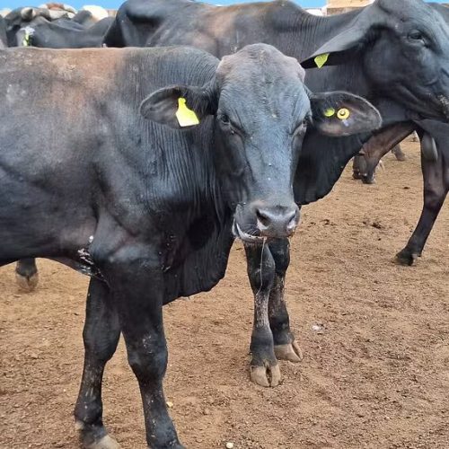 Raiva bovina é confirmada em Queimadas após morte de animal; Prefeitura reforça medidas de prevenção