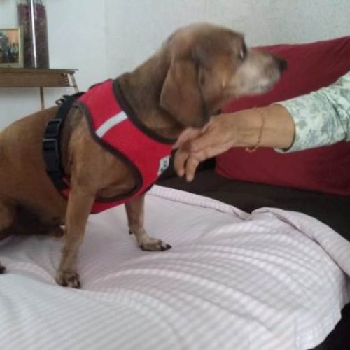 Cachorro e cuidadora salvam idosos de incêndio em Feira de Santana