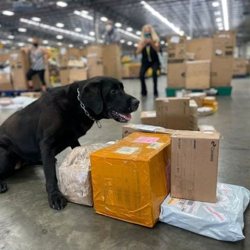 Drogas que estavam em encomendas via Correios são apreendidas