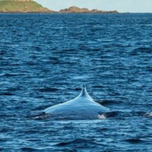 Farol da Barra abre ponto de observação das baleias jubarte