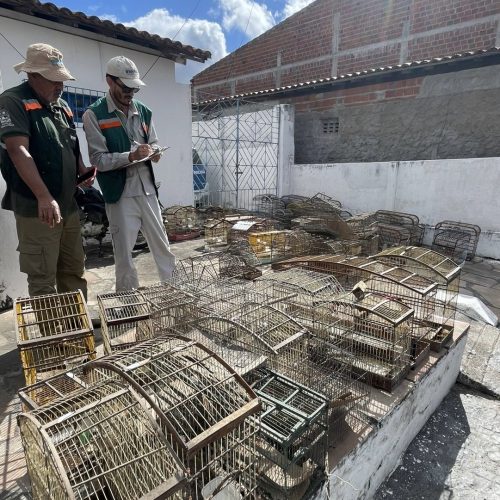 Polícia Civil apreende 110 pássaros silvestres em operação contra crime ambiental em Nova Fátima