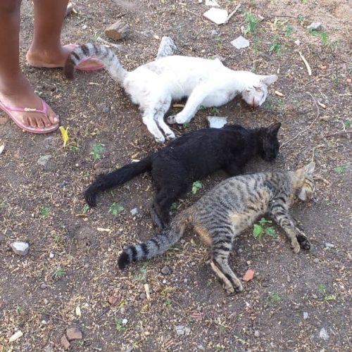 Riachão: Moradores denunciam chacina de Gatos no Bairro Vale do Rio