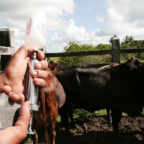 Campanha de vacinação de bois e búfalos começa nesta quarta