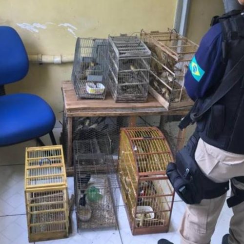 Idoso é flagrado com 110 aves dentro de veículo na BR-324