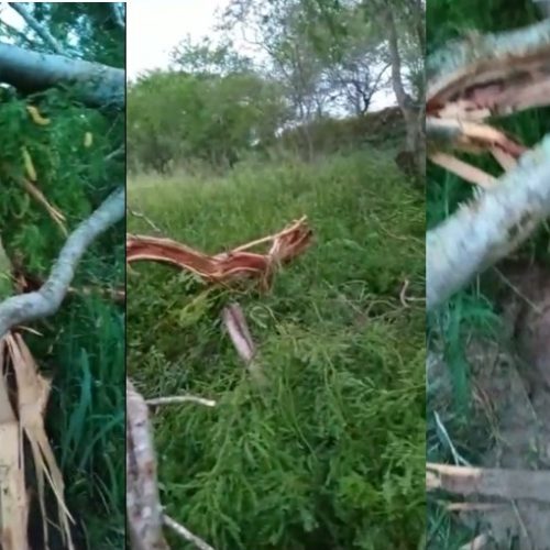 Riachão: Vento forte derruba árvore em Barreiros; veja vídeo