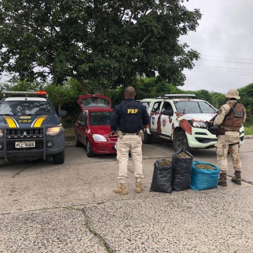 Santa Bárbara: CIPE Nordeste apreende drogas em barreira sanitária