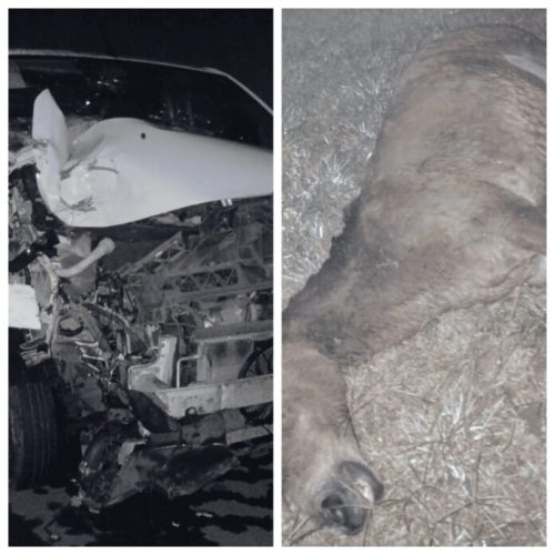 Grave acidente com carro da Saúde de Ichu na BA-411 levanta alerta sobre animais soltos na pista