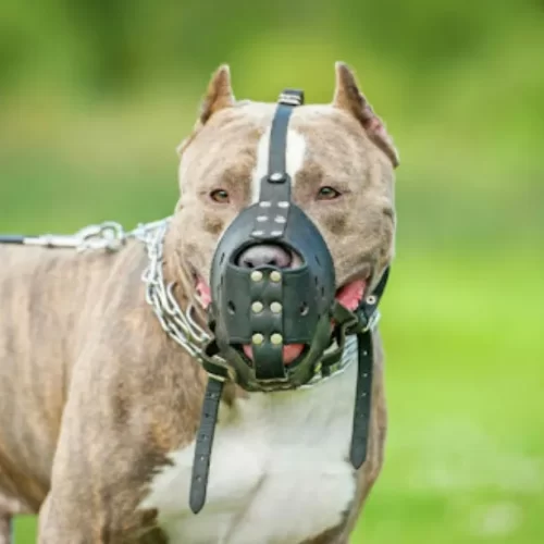 Câmara de Antônio Cardoso aprova lei que obriga uso de focinheira em cães de grande porte