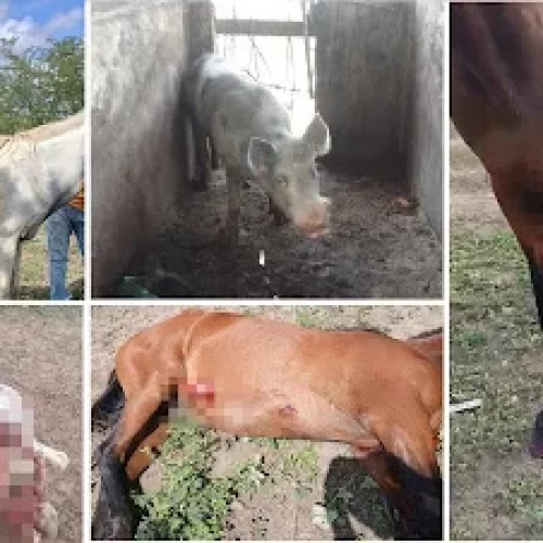 Porco ataca cavalo e éguas em Povoado de Candeal e deixa dois animais mortos