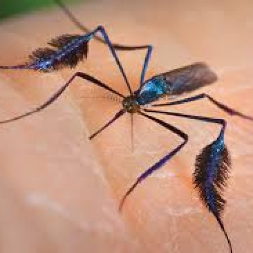 Feira de Santana descarta único caso suspeito de febre amarela em humanos no município