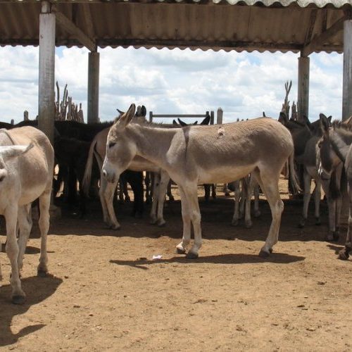 Após casos de maus-tratos, Justiça proíbe abate de jumentos na Bahia