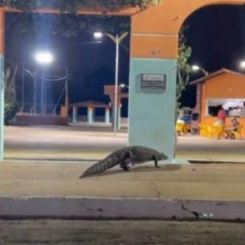 VÍDEO: Jacaré é visto ‘passeando’ no centro de Caculé, no sudoeste da Bahia