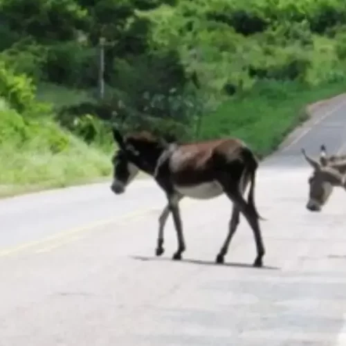 MP-BA aciona Estado por omissão na fiscalização de animais soltos na BA-120
