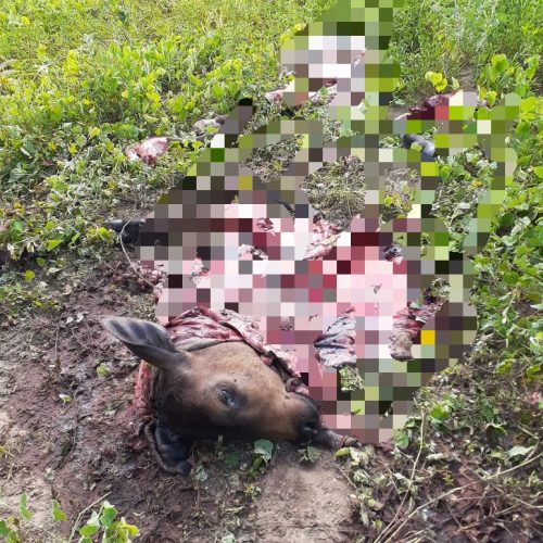 Bandidos invadem propriedade, matam bezerro e retiram toda carne em R. do Jacuípe