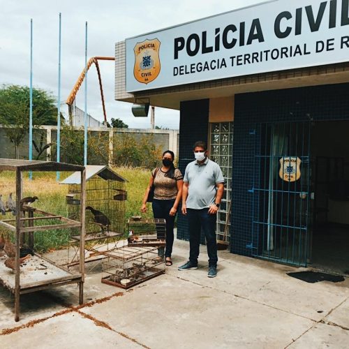 Aves apreendidas em Riachão do Jacuípe são entregues à Secretaria de Meio Ambiente