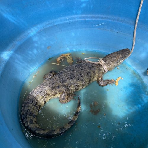 Jacaré é encontrado em comunidade rural de Riachão do Jacuípe