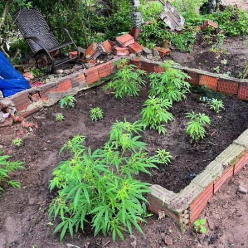 Araci: Polícia Civil procura homem que expulsou a mãe de casa para transformar imóvel em plantação de maconha