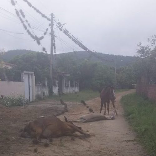 Jacobina: Fio de energia se rompe e mata animais na comunidade da Palmeirinha