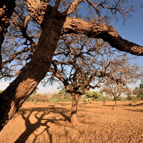 A Bahia está entre os estados que mais desmatam a Caatinga por conta de usinas solares