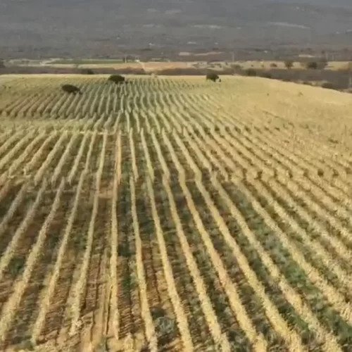 Polícia Civil desarticula um dos maiores plantios de maconha no interior da Bahia