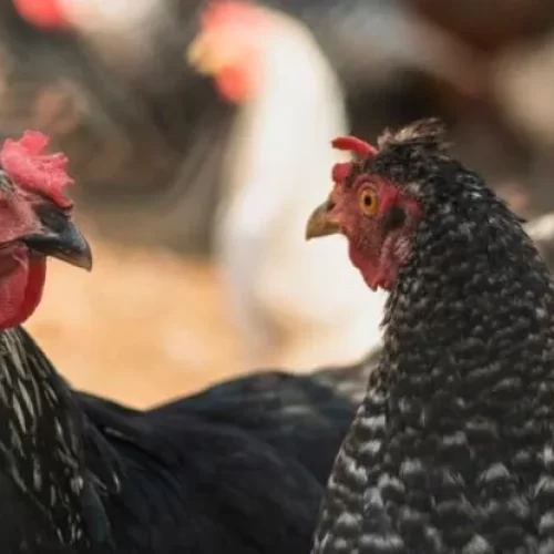 Goiás confirma 1º caso de gripe aviária em galinhas criadas em quintal
