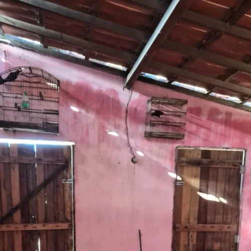 Operação resgata 72 aves vítimas de maus-tratos em Conceição do Coité