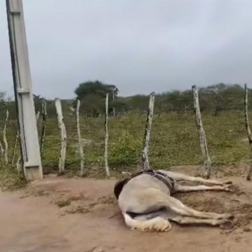 Cavalo encosta em poste e morre eletrocutado, em Serrinha