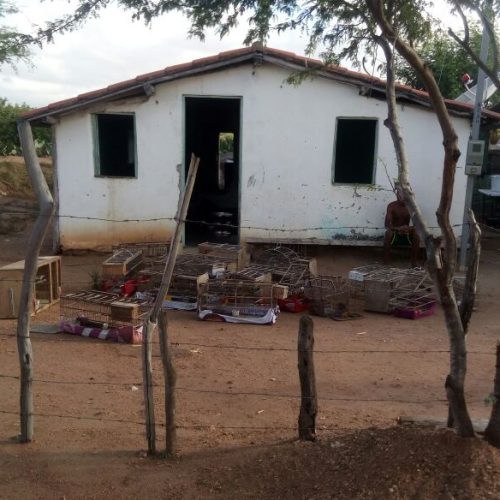 Polícia Civil faz operação e apreende armas e pássaros silvestres em zona rural de Riachão do Jacuípe