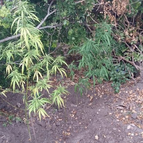 PM apreende seis pés de planta semelhante à maconha em Riachão do Jacuípe