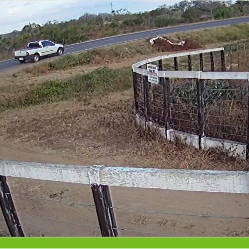 A imagem mostra o momento em que o animal corre atrás do carro. 