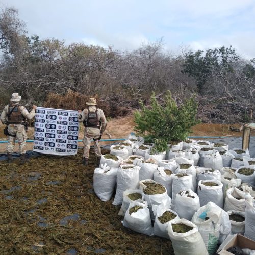 Três toneladas de maconha é erradicada pela polícia militar, no interior da bahia