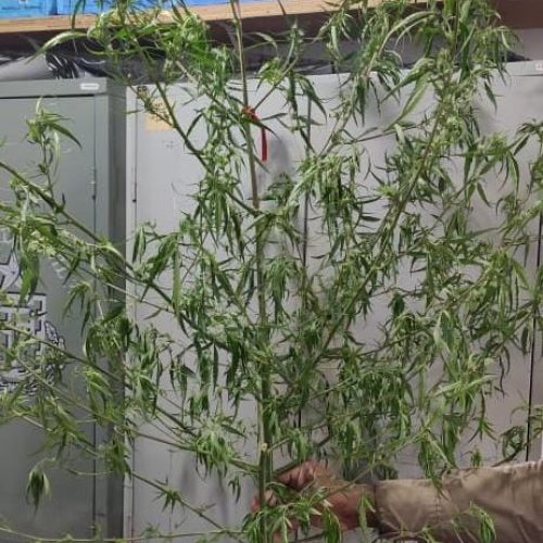 Nova Fátima: Homem é preso por cultivar pés de maconha no quintal de casa