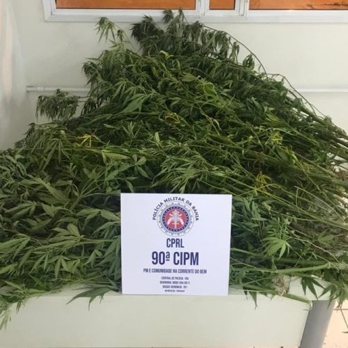 Polícia Militar descobre plantação de maconha em Pé de Serra