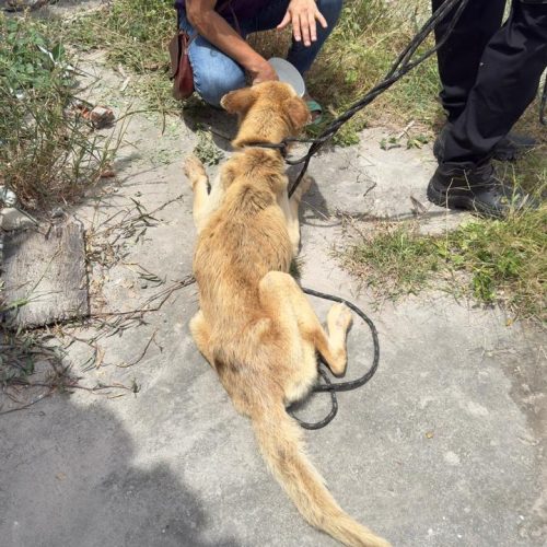 Polícia Civil prende mulher por maus-tratos a animal em Feira de Santana