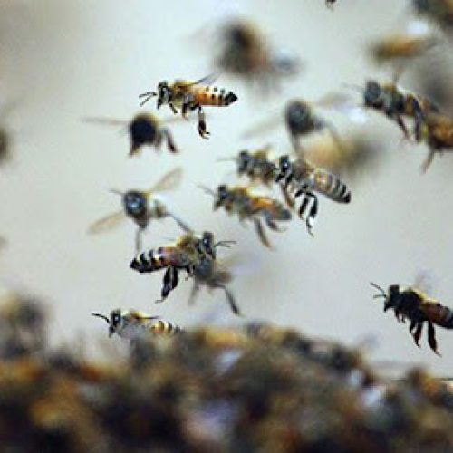 Idoso morre após ser atacado por abelhas na zona rural de Retirolândia