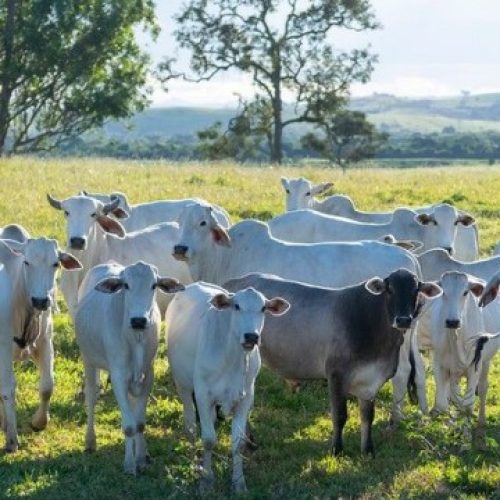Bahia vacina mais de 430 mil bezerras contra a brucelose no primeiro semestre