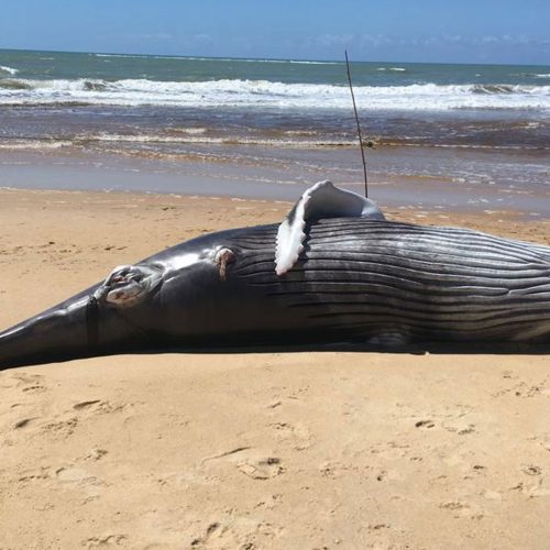 Filhote de baleia com cerca de uma tonelada é encontrado morto em praia no sul da Bahia