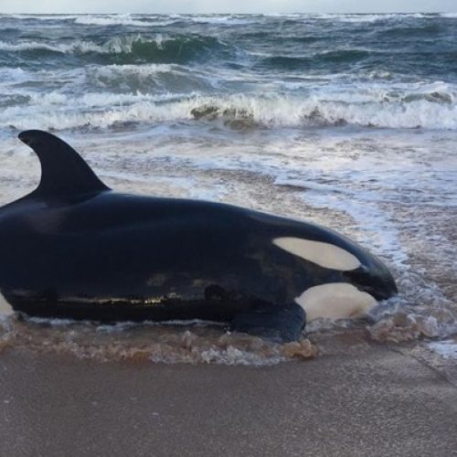 Orca que encalhou em praia do litoral norte da Bahia é sacrificada: ‘Difícil decisão’, diz entidade