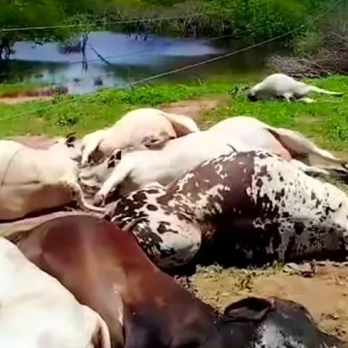 Bovinos morrem eletrocutados após contato com rede de alta tensão na zona rural de Iaçu