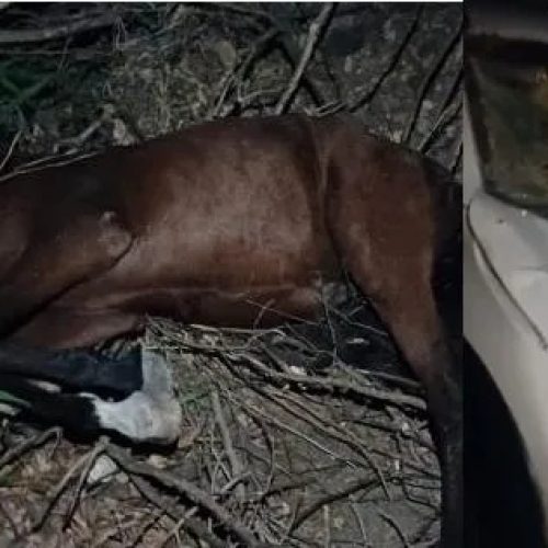 Padre Denivaldo se envolve em acidente provocado por cavalo na pista