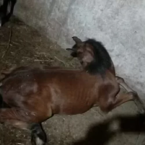 Chega a 222 o número de mortes de cavalos por suspeita de ração contaminada